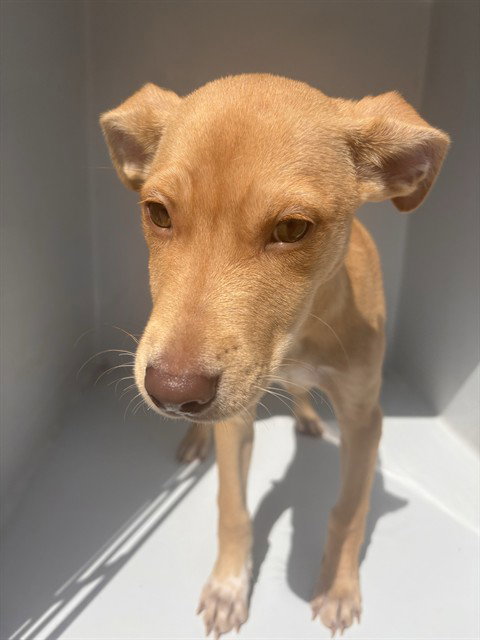 ROSIE