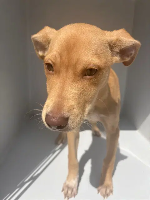 Unknown - Labrador Retriever