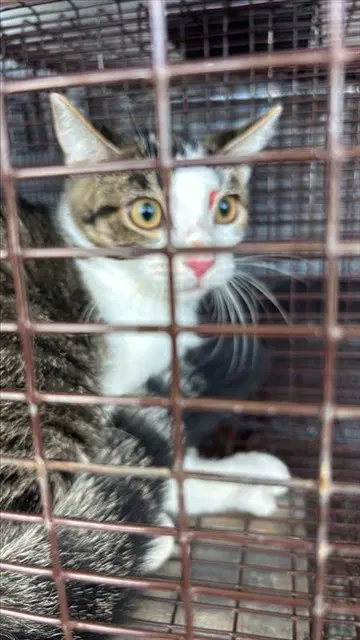 Unknown - Domestic Short Hair