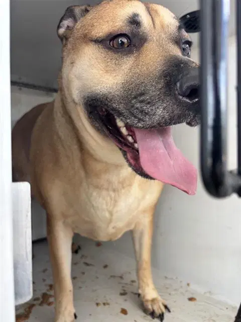 Unknown - Labrador Retriever