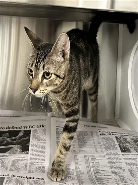Unknown - Domestic Short Hair