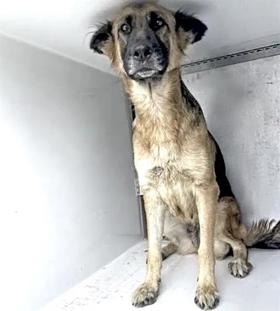 Luna - German Shepherd Dog