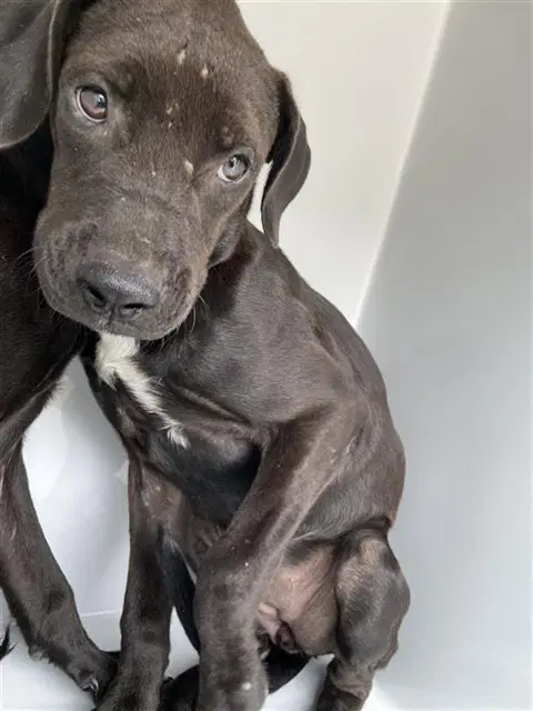 Unknown - Labrador Retriever