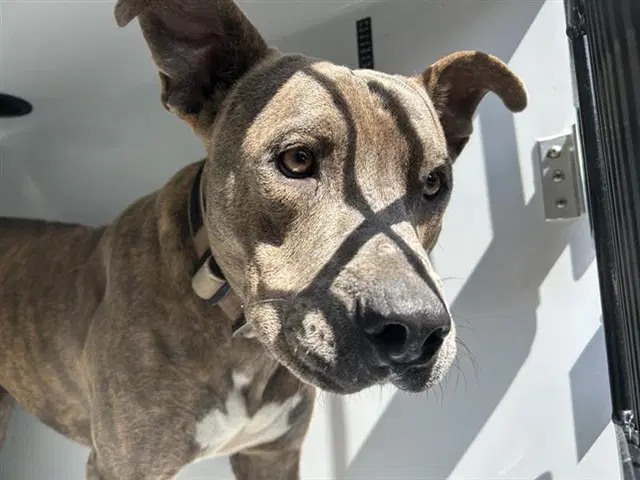 Unknown - Pit Bull Terrier