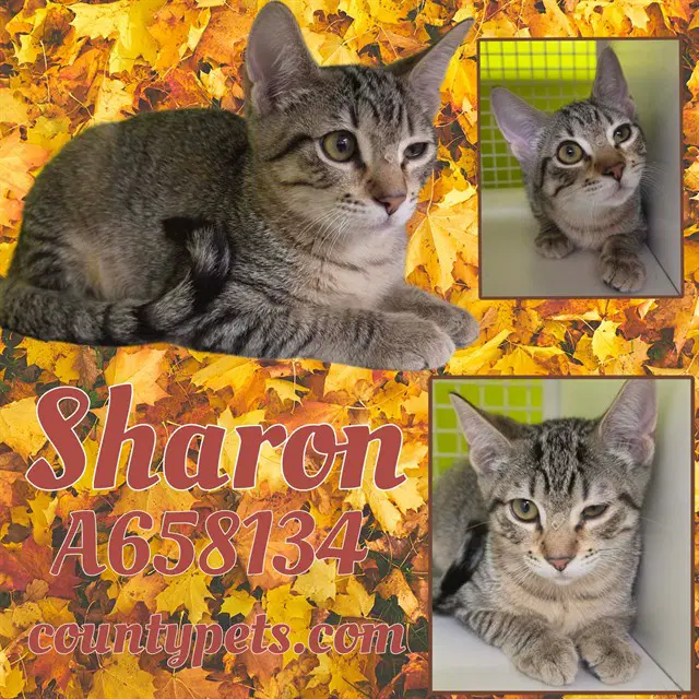 Coco - Domestic Short Hair