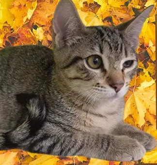 Coco - Domestic Short Hair