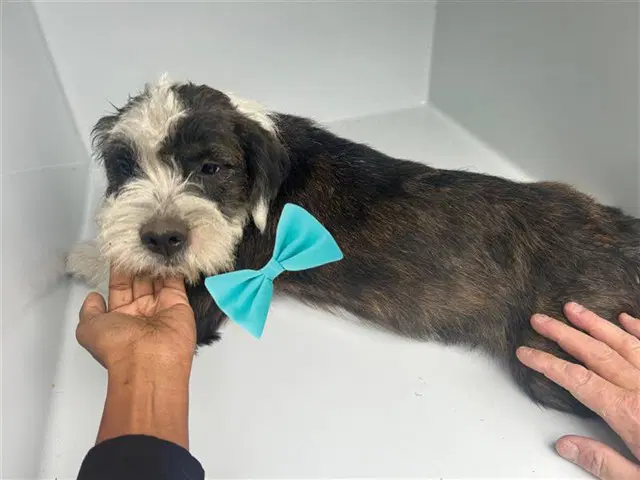 Unknown - Miniature Schnauzer
