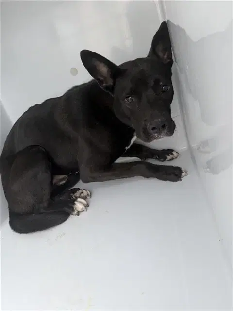 Dart - Labrador Retriever