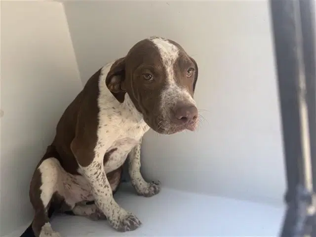 Unknown - Labrador Retriever
