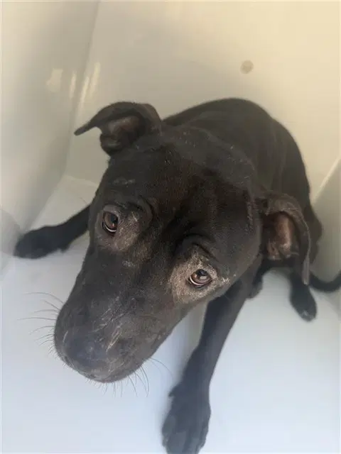 Unknown - Labrador Retriever
