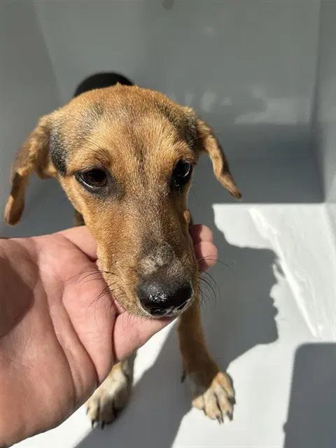 Unknown - Redbone Coonhound