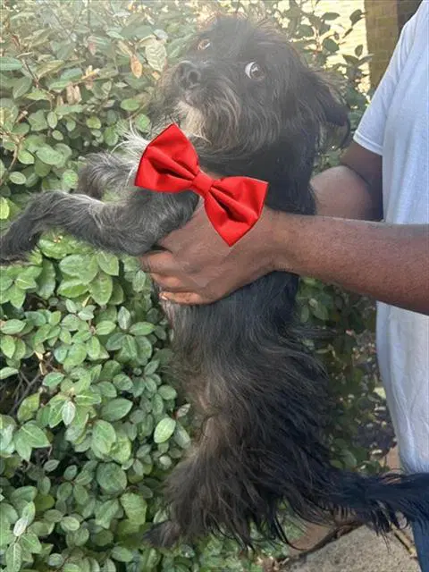 Unknown - Miniature Schnauzer