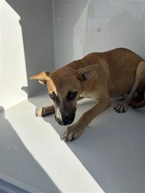 Unknown - Chihuahua