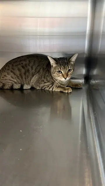 Tiger - Domestic Short Hair