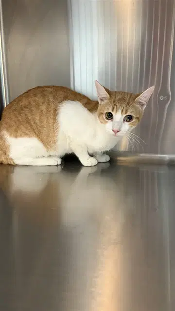 Yellow Boy - Domestic Short Hair