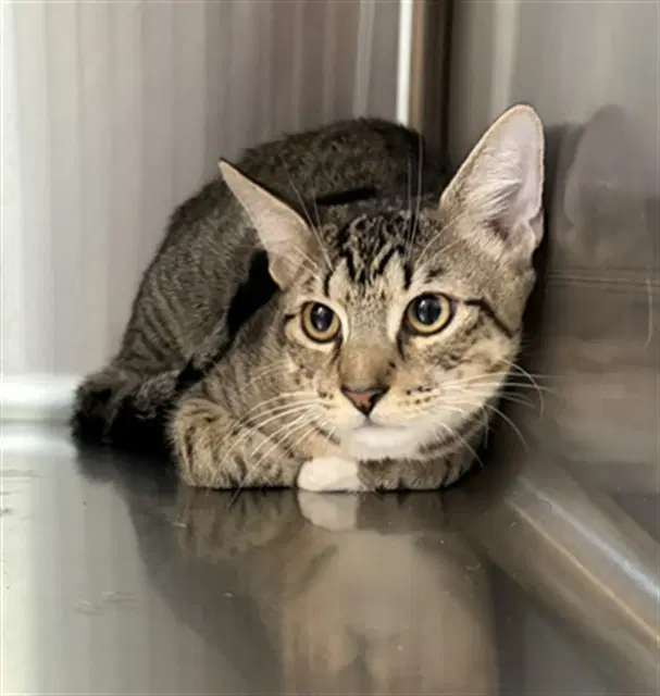 Luca - Domestic Short Hair