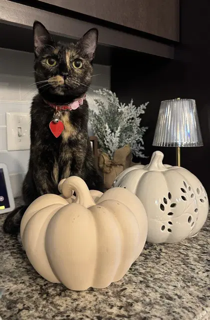 Xena - Domestic Short Hair