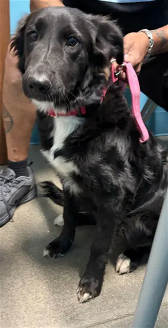 Sheba - Border Collie