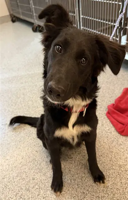 Sheba - Border Collie