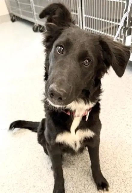 Sheba - Border Collie
