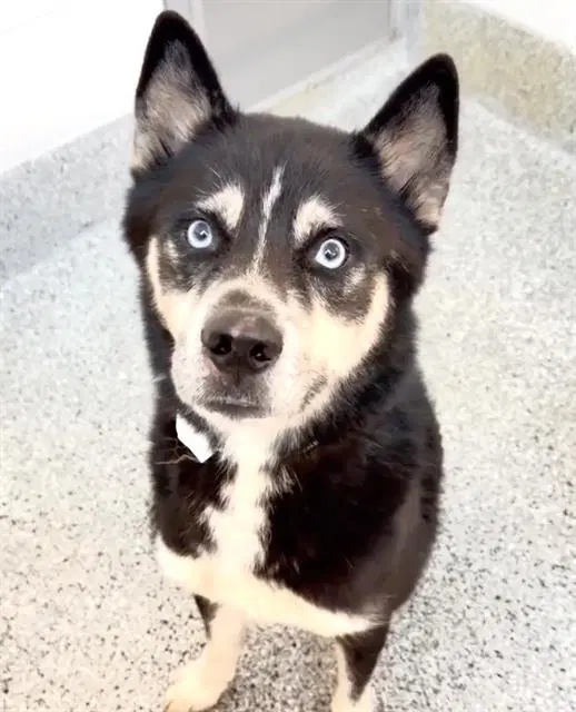 Quill - Siberian Husky