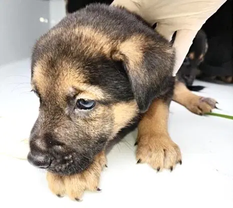 Jager - German Shepherd Dog
