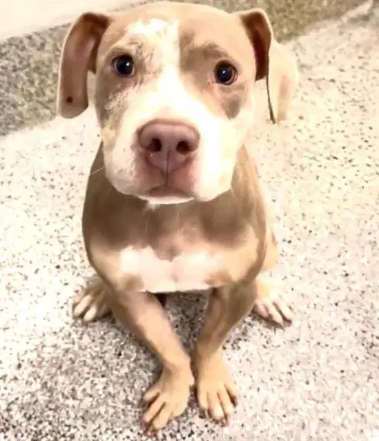 Roxie - Pit Bull Terrier