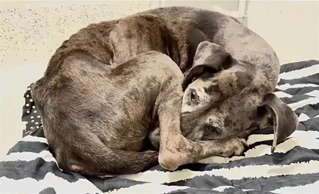 Belle - Great Dane