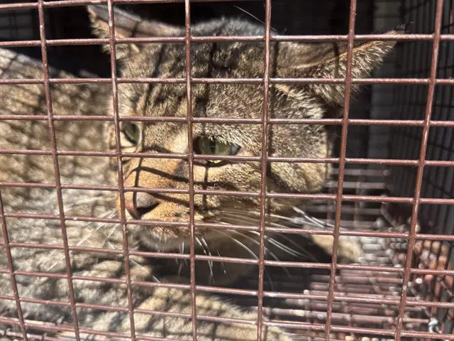 Unknown - Domestic Short Hair