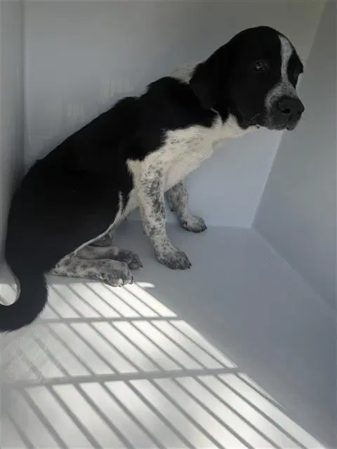 Unknown - Labrador Retriever