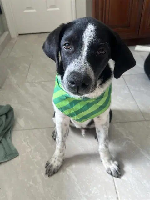 Unknown - Labrador Retriever