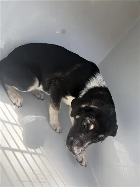 Unknown - Labrador Retriever