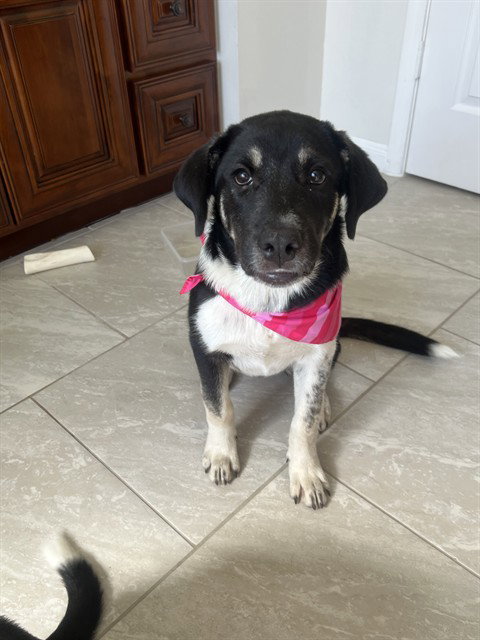 BELLA