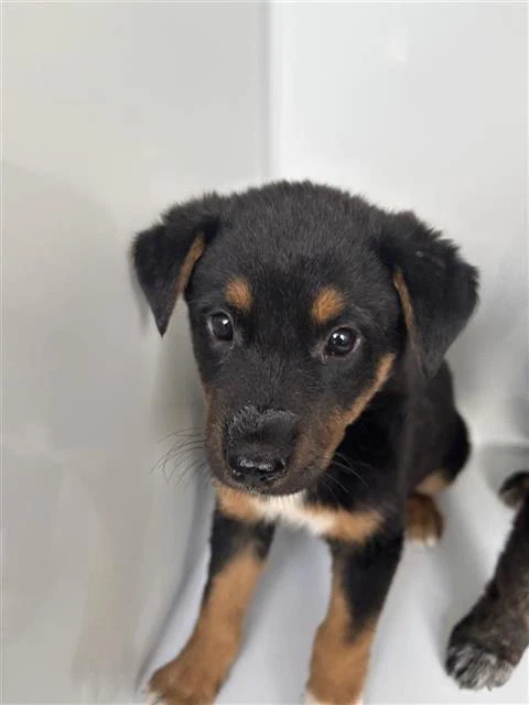 Max