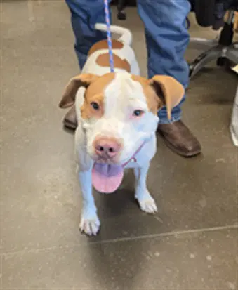 Unknown - Pit Bull Terrier
