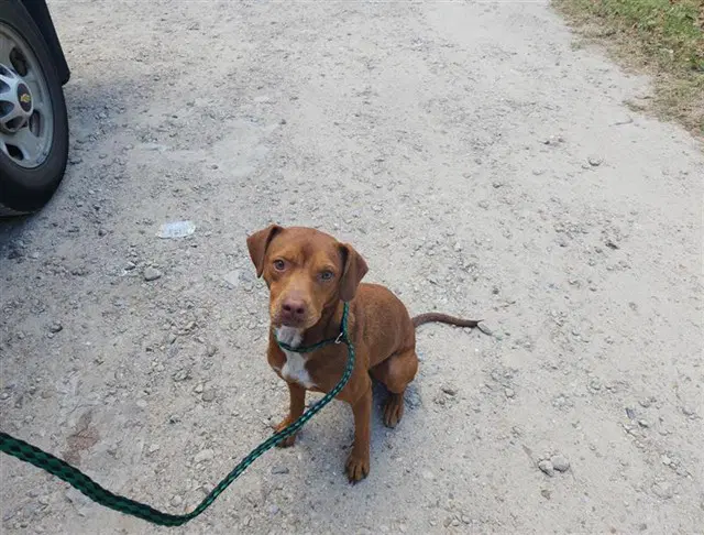 Brownie - Staffordshire Bull Terrier