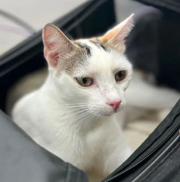 Lilly - Domestic Short Hair