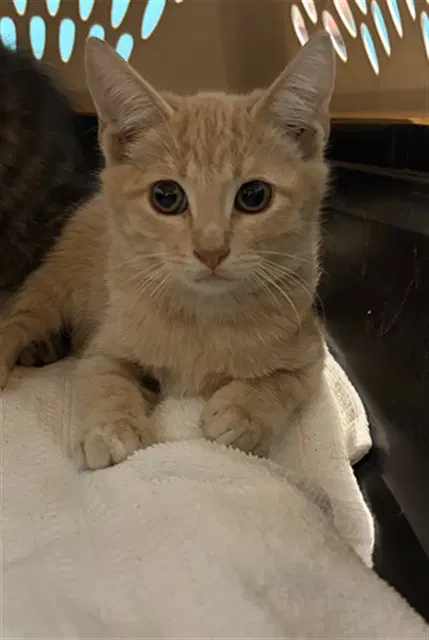 Unknown - Domestic Short Hair