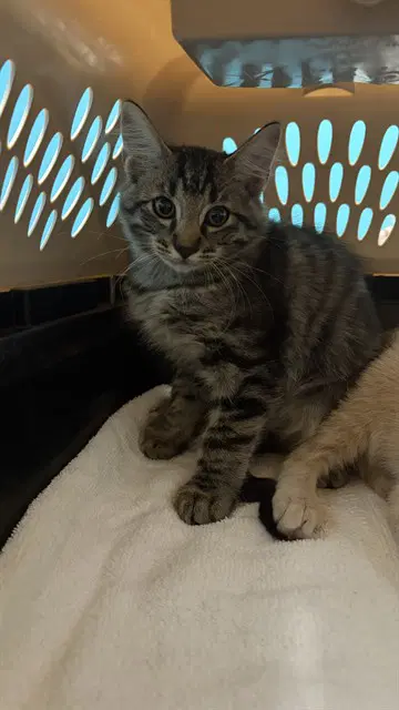 Unknown - Domestic Short Hair