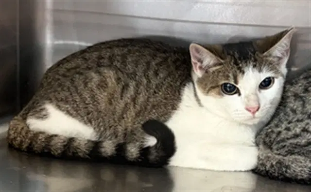 Unknown - Domestic Short Hair
