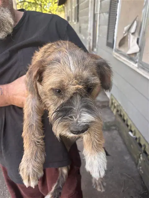 Unknown - Miniature Schnauzer