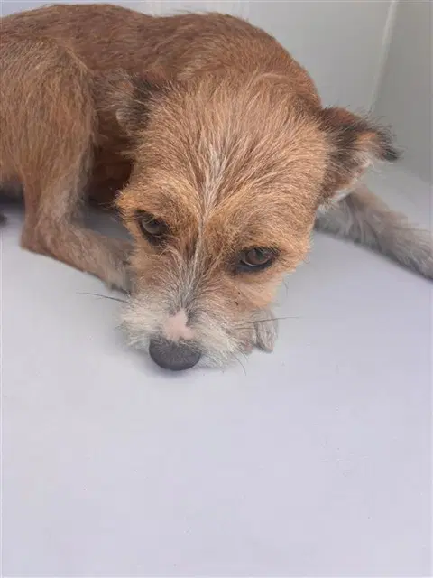 Unknown - Miniature Schnauzer