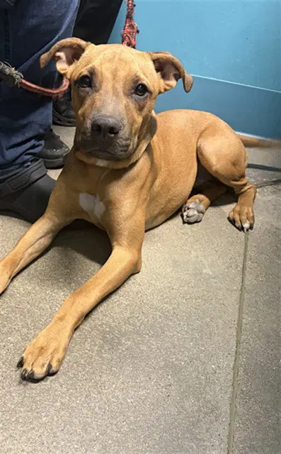 Tessie - Staffordshire Bull Terrier