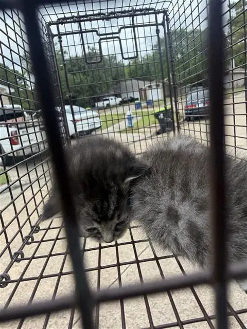 Unknown - Domestic Short Hair