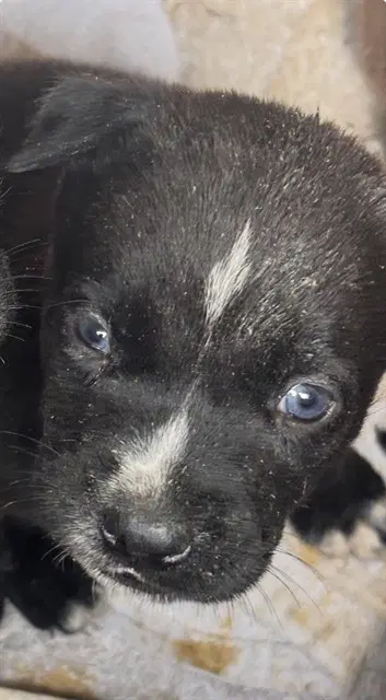 Unknown - Australian Cattle Dog/Blue Heeler