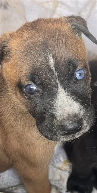 Unknown - Australian Cattle Dog/Blue Heeler