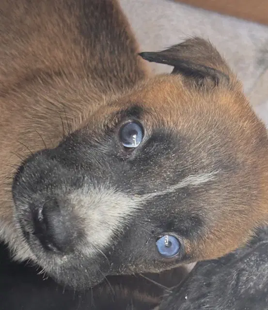 Unknown - Australian Cattle Dog/Blue Heeler