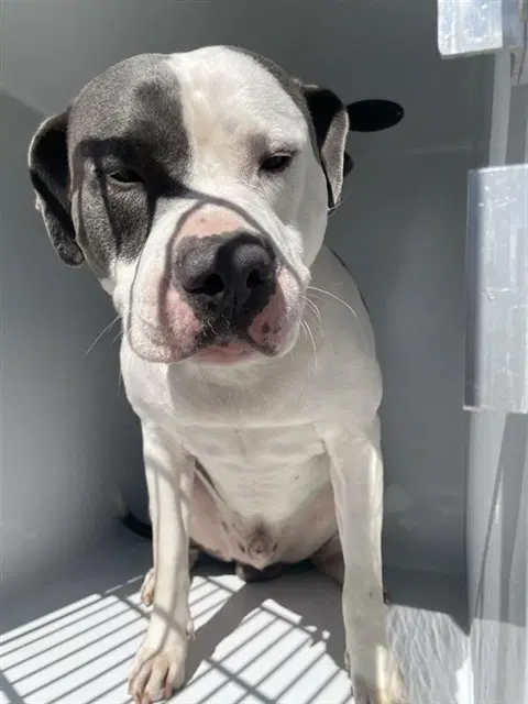 Unknown - American Bulldog
