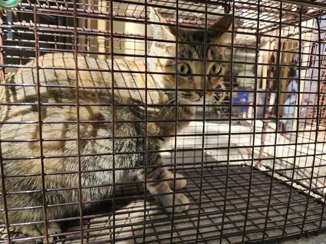 Unknown - Domestic Short Hair