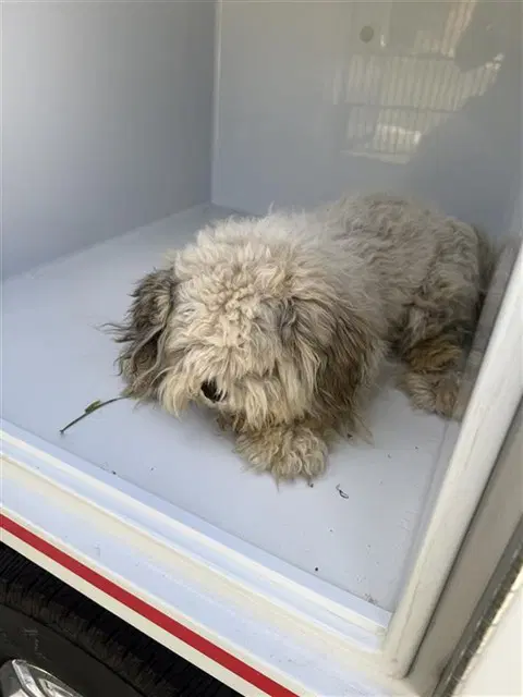 Unknown - Shih Tzu